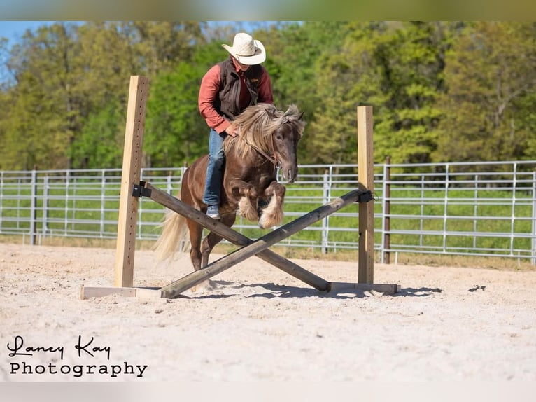 Tinker Mix Wallach 4 Jahre in Mount Vernon, MO