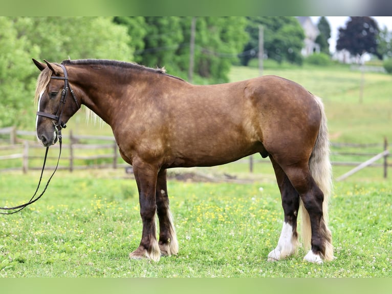 Tinker Mix Wallach 4 Jahre  in Gap
