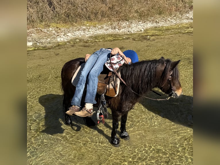 Tinker Mix Wallach 5 Jahre 107 cm Rotbrauner in Weatherford