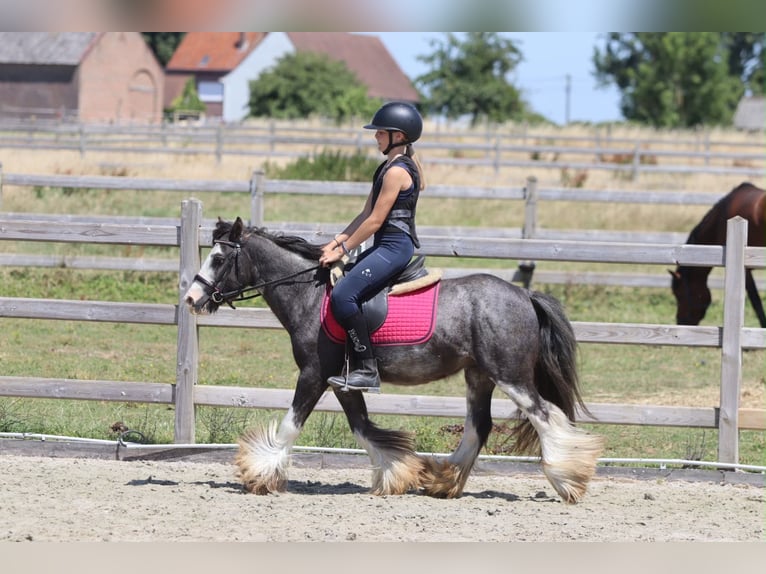 Tinker Wallach 5 Jahre 120 cm Roan-Blue in Pepingen