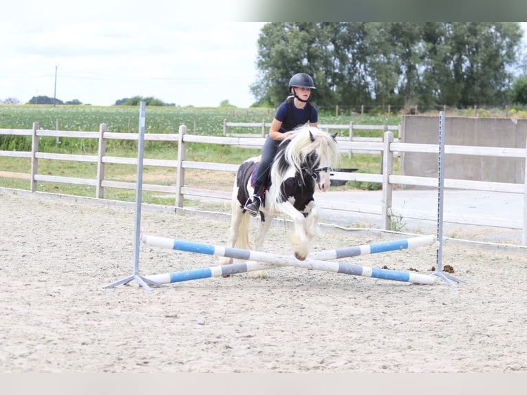 Tinker Wallach 5 Jahre 120 cm Schecke in Pepingen