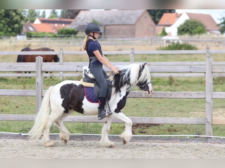 Tinker Wallach 5 Jahre 120 cm Schecke in Pepingen