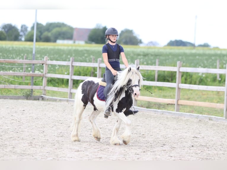 Tinker Wallach 5 Jahre 120 cm Schecke in Pepingen
