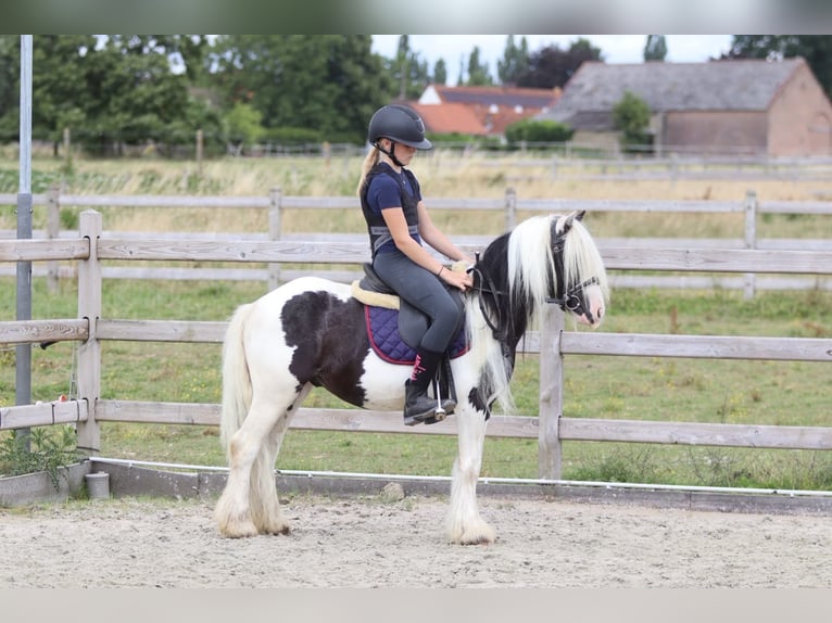 Tinker Wallach 5 Jahre 120 cm Schecke in Pepingen