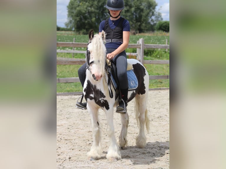 Tinker Wallach 5 Jahre 122 cm Schecke in Pepingen