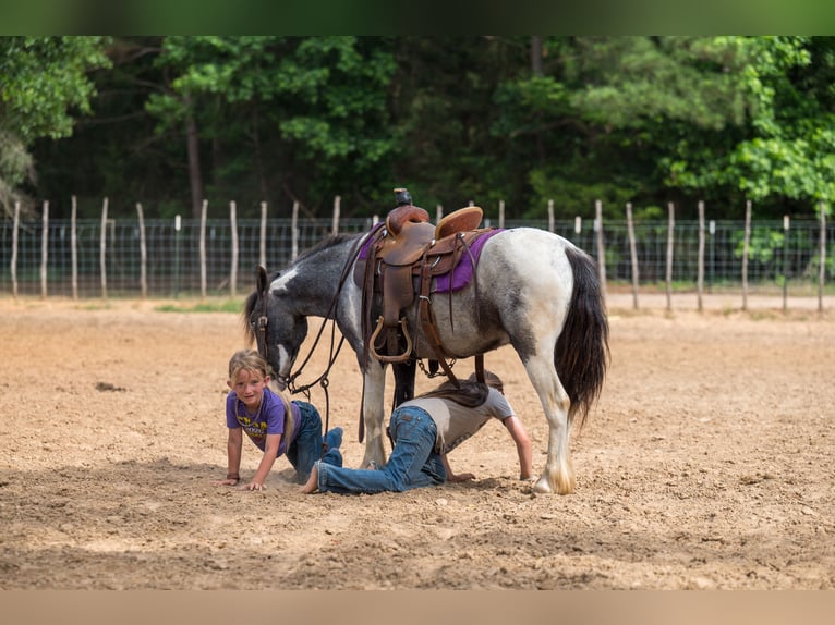 Tinker Mix Wallach 5 Jahre 122 cm Schecke in Bloomburg