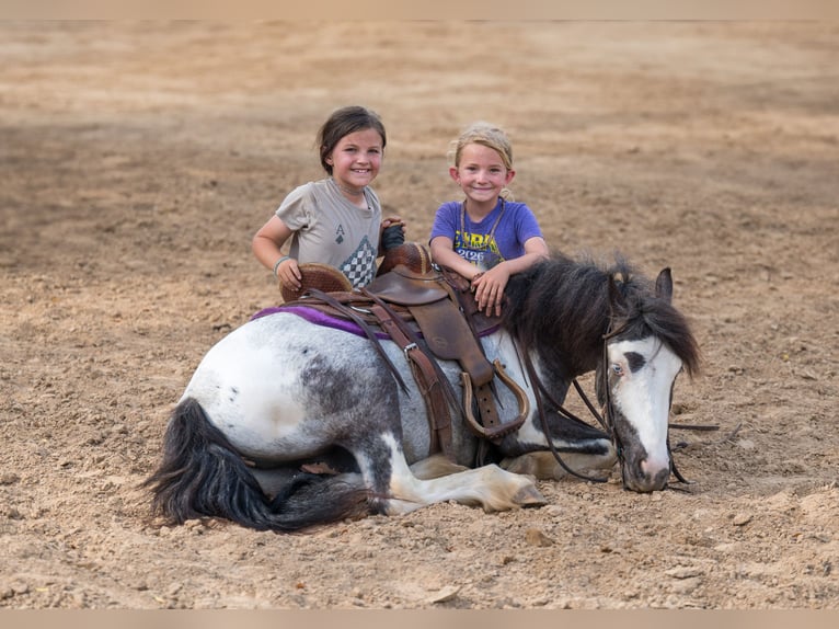 Tinker Mix Wallach 5 Jahre 122 cm Schecke in Bloomburg
