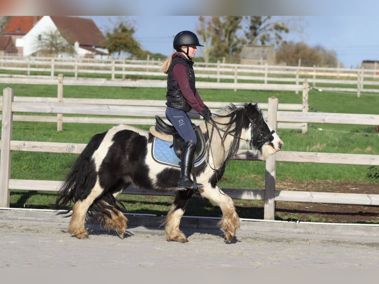 Tinker Wallach 5 Jahre 124 cm Schecke in Bogaarden