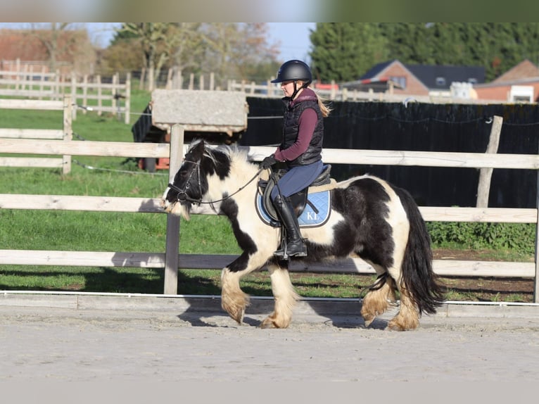 Tinker Wallach 5 Jahre 124 cm Schecke in Bogaarden