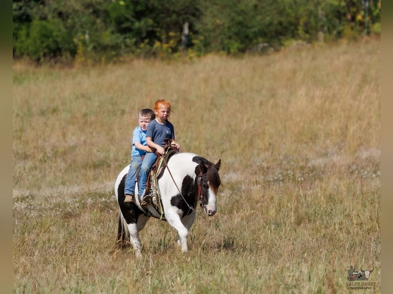 Tinker Wallach 5 Jahre 124 cm Schecke in Auburn
