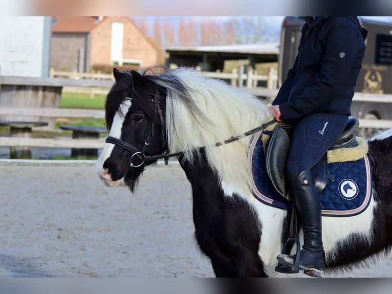 Tinker Wallach 5 Jahre 125 cm Schecke in Pepingen