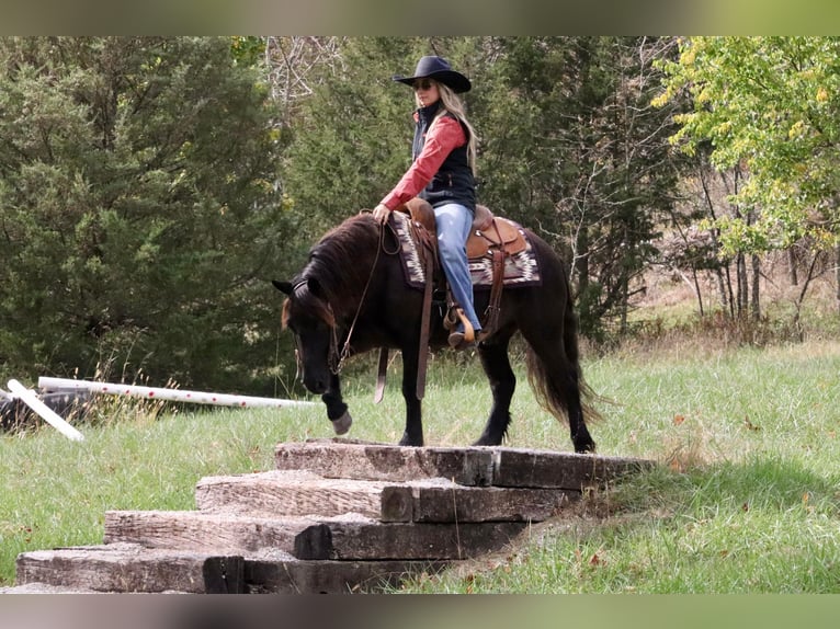 Tinker Mix Wallach 5 Jahre 135 cm Rappe in Purdy, MO