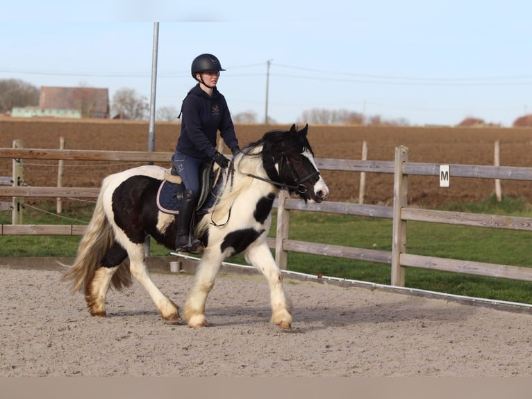 Tinker Wallach 5 Jahre 135 cm Schecke in Pepingen