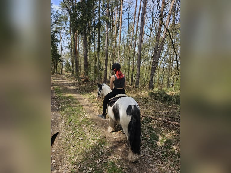 Tinker Wallach 5 Jahre 135 cm Schecke in Neustrelitz