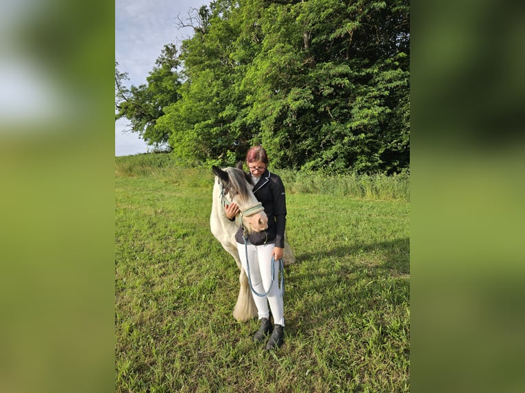 Tinker Wallach 5 Jahre 135 cm Schecke in Neustrelitz