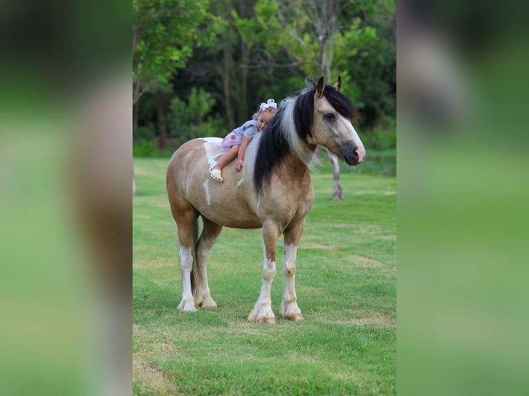 Tinker Wallach 5 Jahre 135 cm Tobiano-alle-Farben in Forney