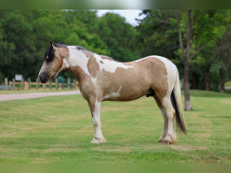 Tinker Wallach 5 Jahre 135 cm Tobiano-alle-Farben in Forney
