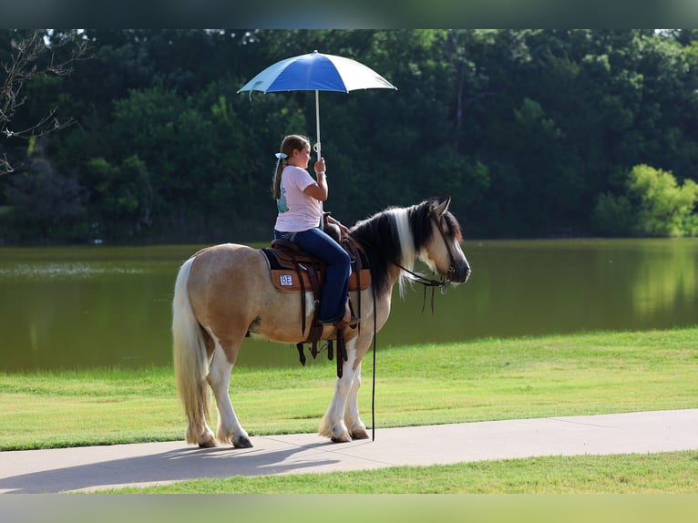Tinker Wallach 5 Jahre 135 cm Tobiano-alle-Farben in Forney