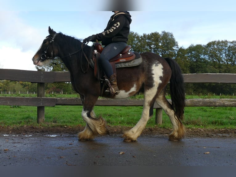 Tinker Wallach 5 Jahre 137 cm Schecke in Lathen