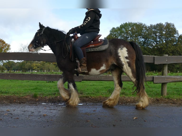 Tinker Wallach 5 Jahre 137 cm Schecke in Lathen