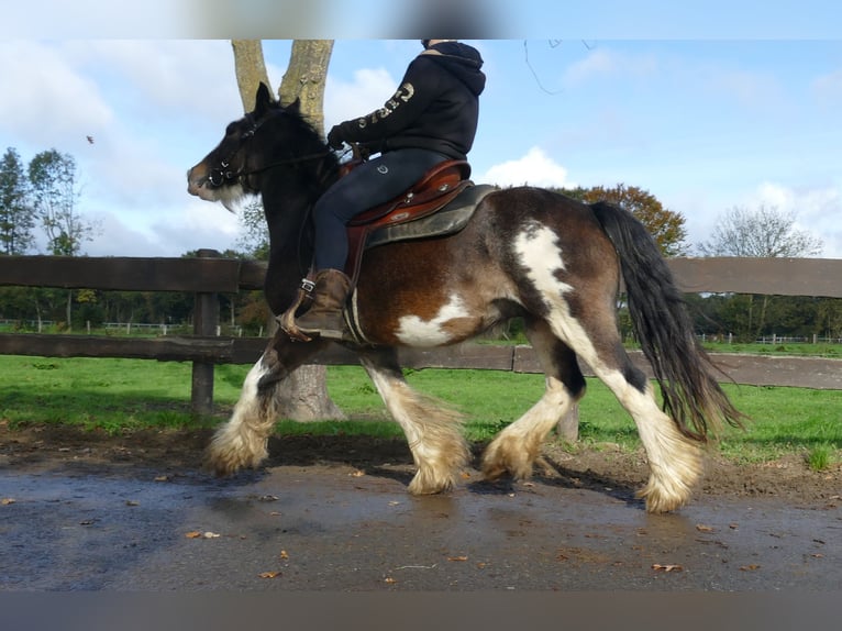 Tinker Wallach 5 Jahre 137 cm Schecke in Lathen