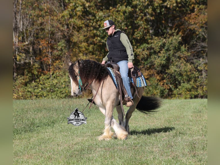 Tinker Wallach 5 Jahre 142 cm Buckskin in Mount Vernon