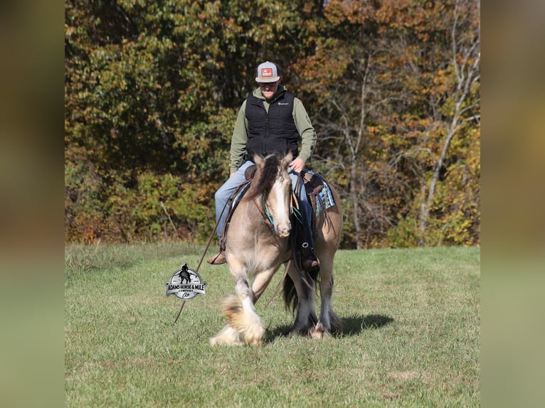 Tinker Wallach 5 Jahre 142 cm Buckskin in Mount Vernon