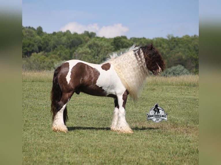 Tinker Wallach 5 Jahre 142 cm Champagne in Mount Vernon