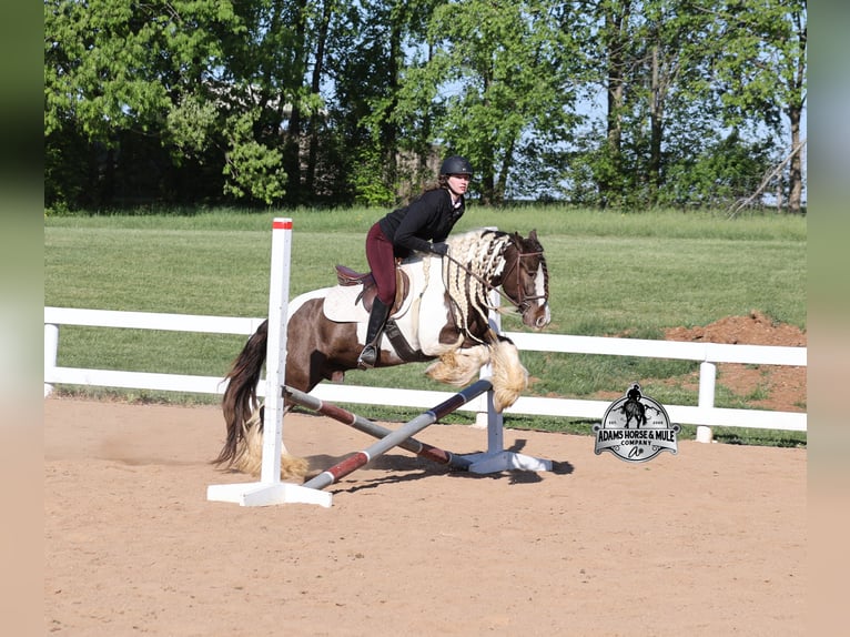 Tinker Wallach 5 Jahre 142 cm Champagne in Mount Vernon