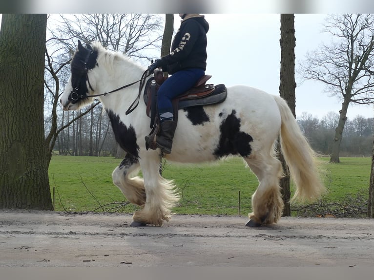 Tinker Wallach 5 Jahre 142 cm Schecke in Lathen