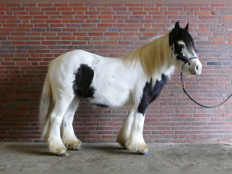 Tinker Wallach 5 Jahre 142 cm Schecke in Lathen