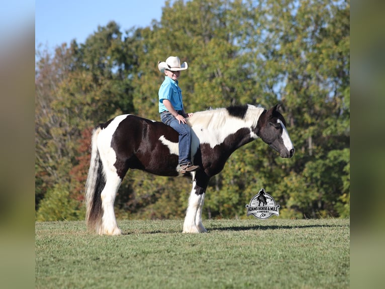 Tinker Wallach 5 Jahre 142 cm Tobiano-alle-Farben in Mount Vernon, KY