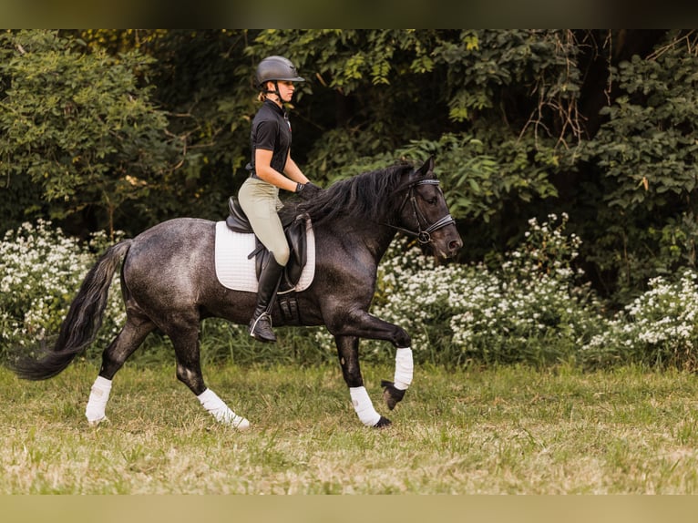 Tinker Mix Wallach 5 Jahre 145 cm Roan-Blue in Ames, IA