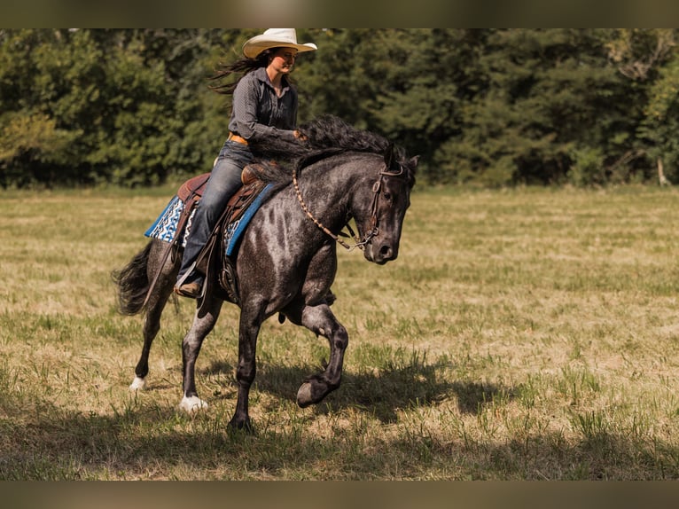 Tinker Mix Wallach 5 Jahre 145 cm Roan-Blue in Ames, IA
