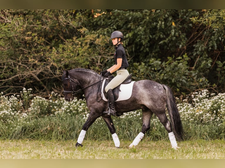 Tinker Mix Wallach 5 Jahre 145 cm Roan-Blue in Ames, IA