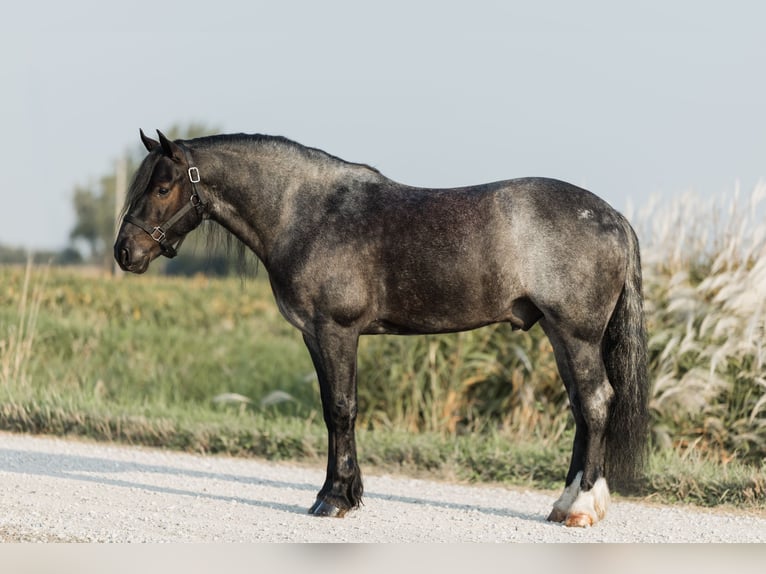 Tinker Mix Wallach 5 Jahre 145 cm Roan-Blue in Ames, IA