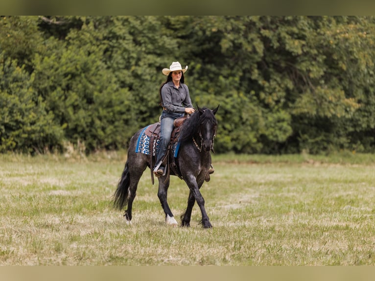 Tinker Mix Wallach 5 Jahre 145 cm Roan-Blue in Ames, IA