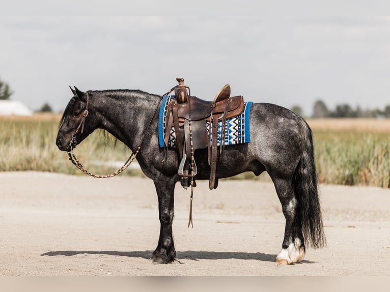 Tinker Mix Wallach 5 Jahre 145 cm Roan-Blue in Ames, IA