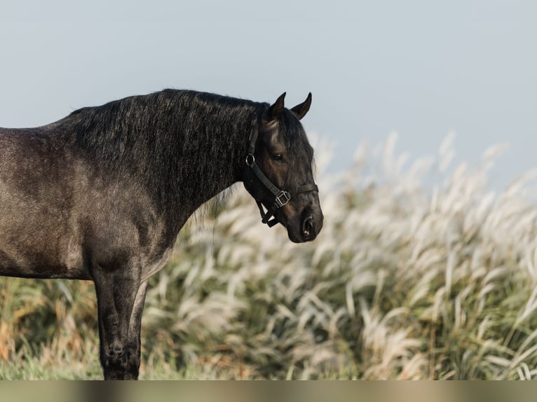 Tinker Mix Wallach 5 Jahre 145 cm Roan-Blue in Ames, IA