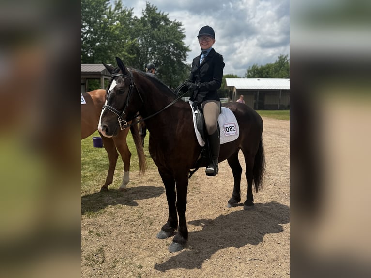 Tinker Mix Wallach 5 Jahre 145 cm Rotbrauner in Pickett