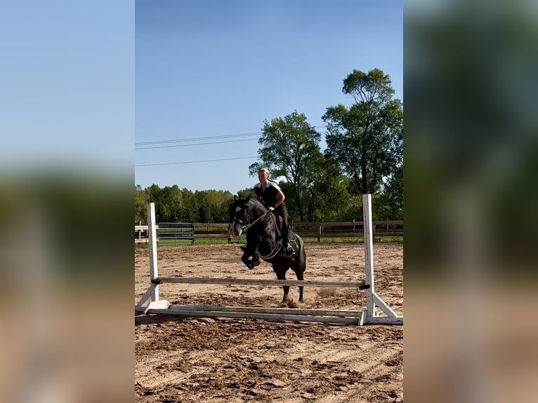 Tinker Mix Wallach 5 Jahre 145 cm Rotbrauner in Pickett