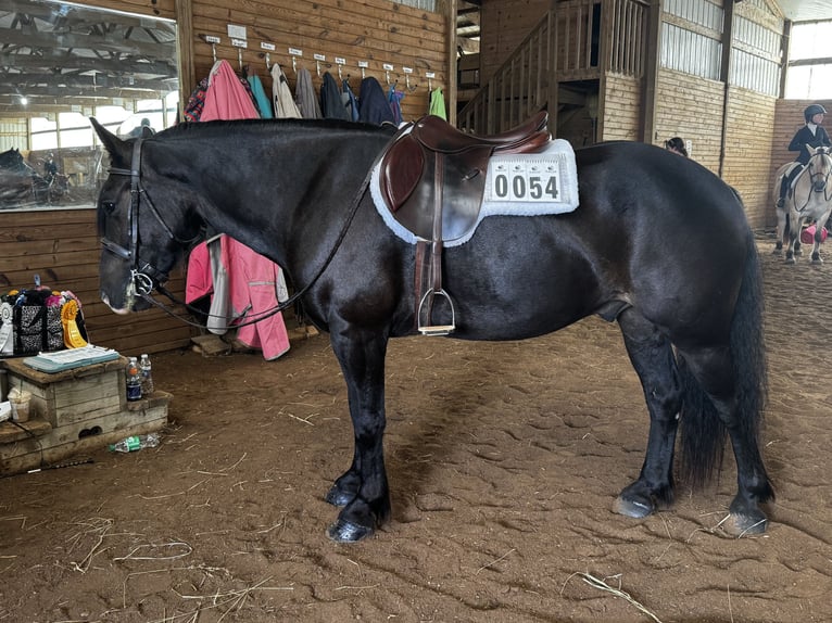 Tinker Mix Wallach 5 Jahre 145 cm Rotbrauner in Pickett