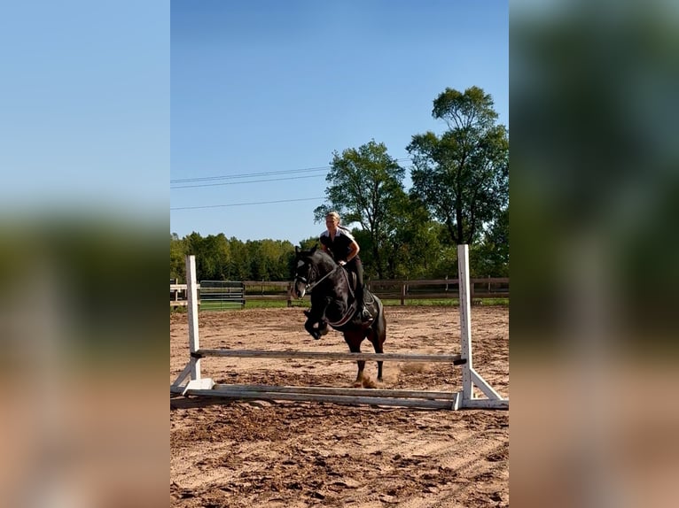 Tinker Mix Wallach 5 Jahre 145 cm Rotbrauner in Pickett