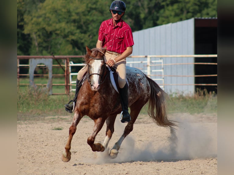 Tinker Mix Wallach 5 Jahre 145 cm in Baxter Springs, KS