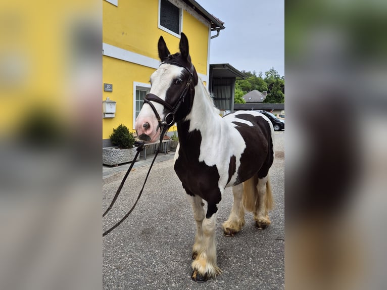 Tinker Wallach 5 Jahre 146 cm Schecke in Enns
