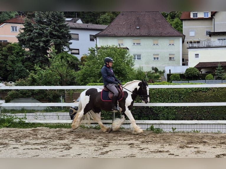 Tinker Wallach 5 Jahre 146 cm Schecke in Enns