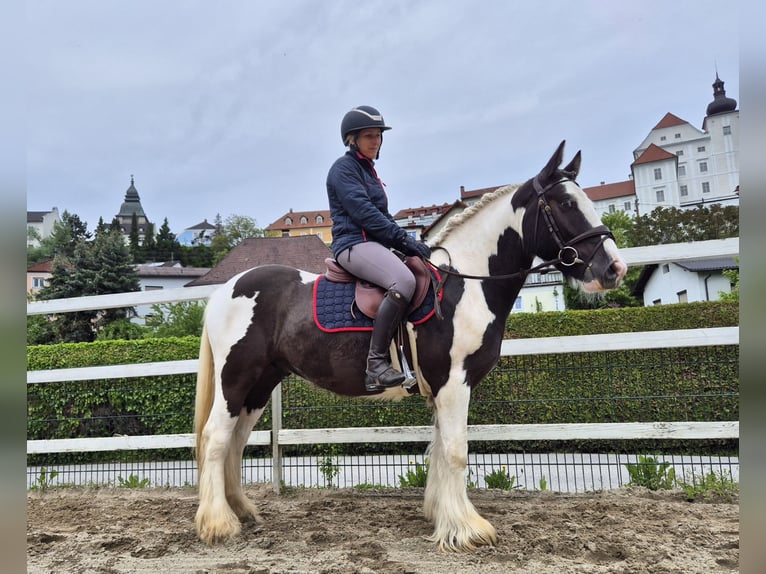 Tinker Wallach 5 Jahre 146 cm Schecke in Enns