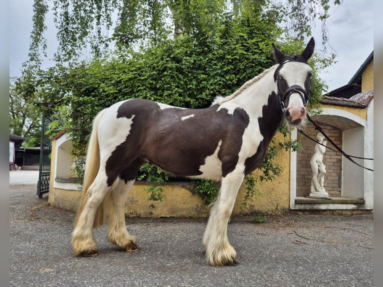 Tinker Wallach 5 Jahre 146 cm Schecke in Enns