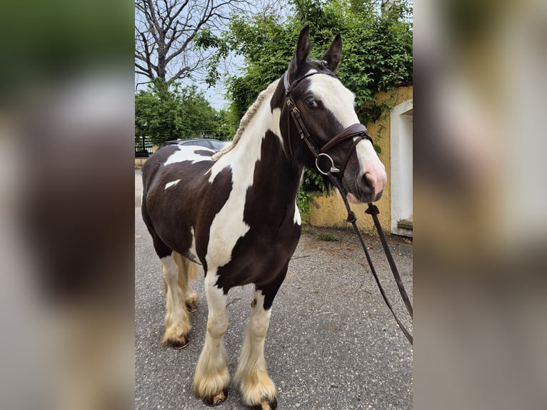 Tinker Wallach 5 Jahre 146 cm Schecke in Enns