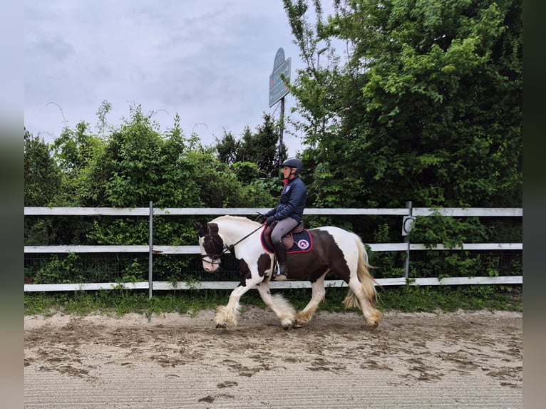 Tinker Wallach 5 Jahre 146 cm Schecke in Enns